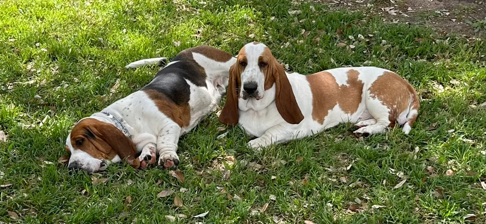 Two basset hounds sprawled in the shade on green grass, one asleep and one keeping watch.