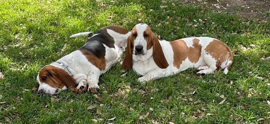 Two basset hounds sprawled in the shade on green grass, one asleep and one keeping watch.