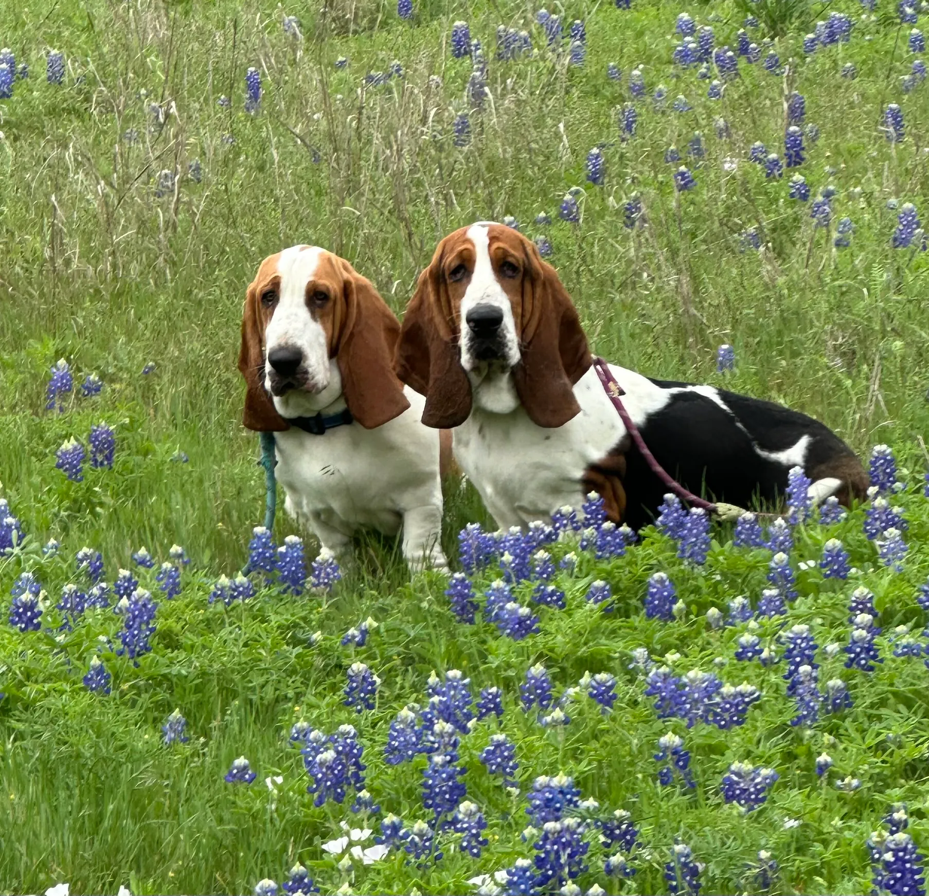 The Bedlam brothers, Harry and Barney, sitting in a field of Texas bluebonnets.